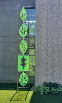 Schersmin, fläder, hägg och ek